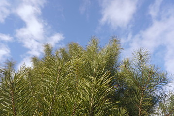  Green branches of pine tree on sky background 
