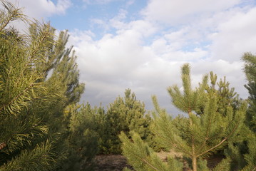  Young pine forest against the blue sky with clouds       