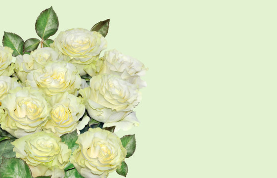 Beautiful floral background with white roses bouquet