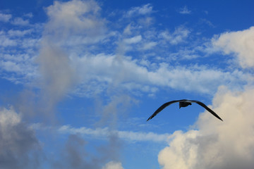 flight of a seagull on the sea