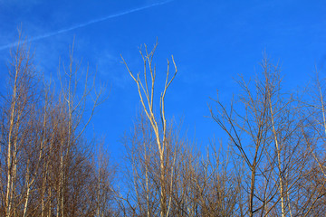 panorama of trees in winter