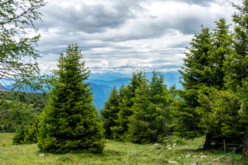 Fototapeta na wymiar Alpe di Siusi, Seiser Alm with Sassolungo Langkofel Dolomite, a tree in the middle of a lush green field