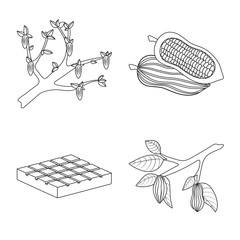 Isolated object of cocoa and beans symbol. Collection of cocoa and sweetness stock vector illustration.