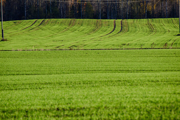 green cultivated fields in countryside