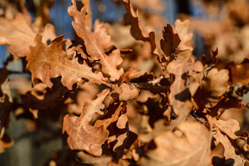 dry tree leaves background texture on the ground