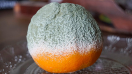 Moldy rotten orange on a plate on wooden background. Inappropriate attitude toward food, modern...