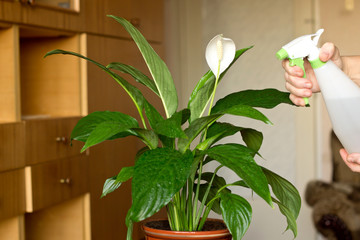 Female hands spraying leaves of a indoor flower Spathiphyllum 