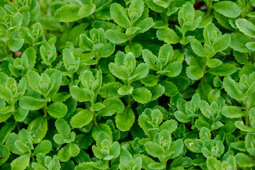 Fototapeta na wymiar green spring foliage macro close up in nature
