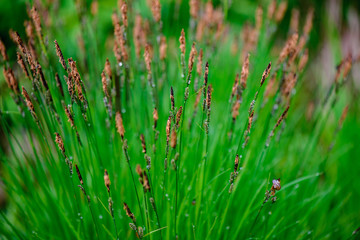 Fototapeta na wymiar green spring foliage macro close up in nature