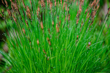 green spring foliage macro close up in nature