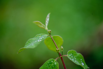green spring foliage macro close up in nature