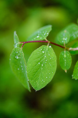 green spring foliage macro close up in nature