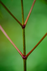 green spring foliage macro close up in nature