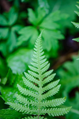 fresh green fern leaves foliage in summer