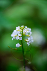 green spring foliage macro close up in nature