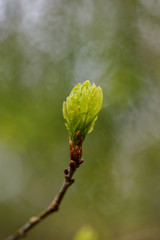 green spring foliage macro close up in nature
