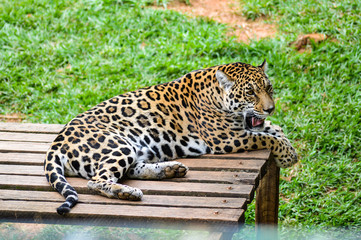 Jaguar