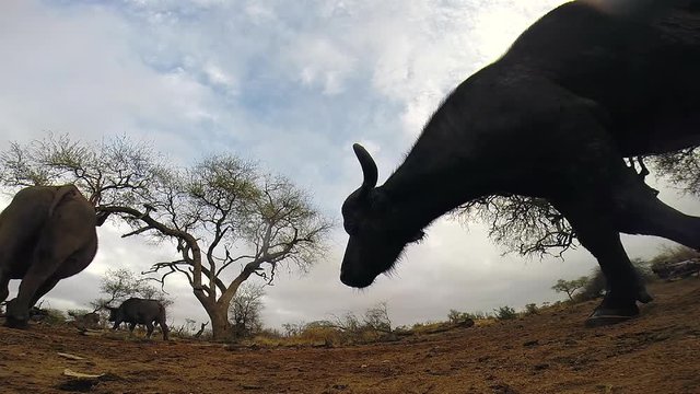 A curious African cape buffalo walks right up to a hidden camera, sniffs it and puts his snout on the camera lens