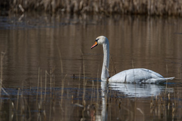 swans on the lake