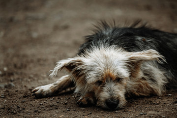 stray, diseased and poorly dog