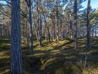 sunny winter forest with snow leftovers and green foliage