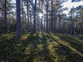 sunny winter forest with snow leftovers and green foliage