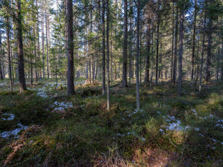 sunny winter forest with snow leftovers and green foliage