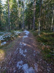 sunny winter forest with snow leftovers and green foliage