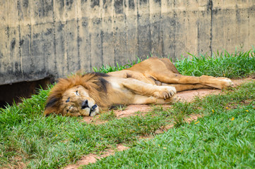 sleeping lion