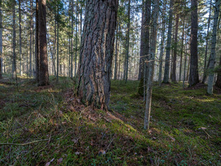 Fototapeta premium sunny winter forest with snow leftovers and green foliage