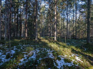 Obraz premium sunny winter forest with snow leftovers and green foliage
