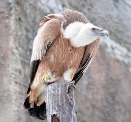 Griffon vulture on a pole