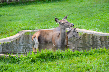 Deer