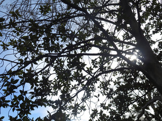Tree branches against backlight