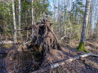 sunny winter forest with snow leftovers and green foliage