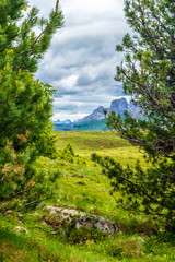 Fototapeta na wymiar Alpe di Siusi, Seiser Alm with Sassolungo Langkofel Dolomite, a tree in the middle of a lush green hillside