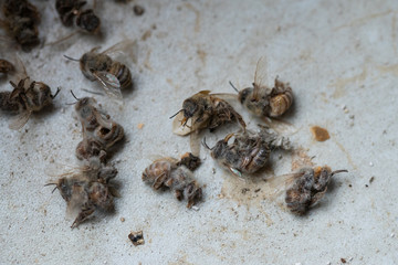 tote Bienen