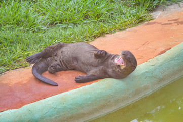 otter