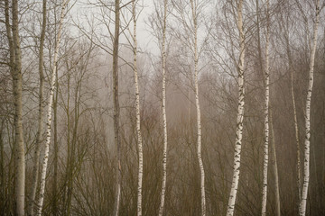 naked birch trees in heavy mist in countryside