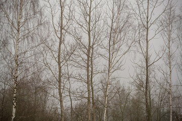 naked birch trees in heavy mist in countryside
