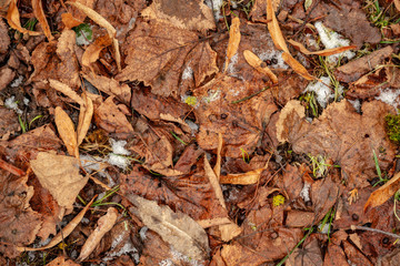 dry tree leaves background texture on the ground