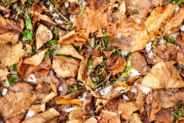 dry tree leaves background texture on the ground