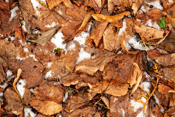 dry tree leaves background texture on the ground