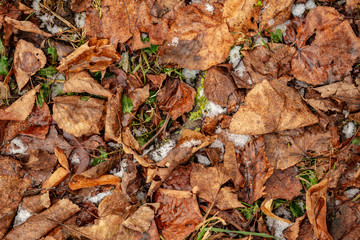 dry tree leaves background texture on the ground