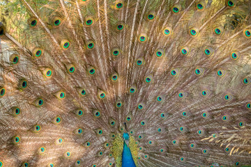 Fototapeta premium Close up portrait of a male peacock with fully unfolded feathers of his tale over nature background.national Park, reserve, zoo.