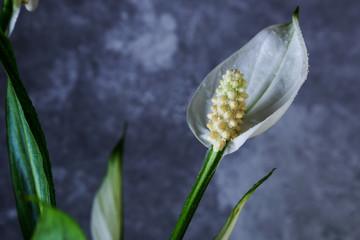 White flower Spathiphyllum on a gray background