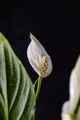 Obraz premium White flower Spathiphyllum on a dark background