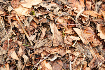 dry tree leaves background texture on the ground