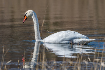 Fototapeta premium swans on the lake