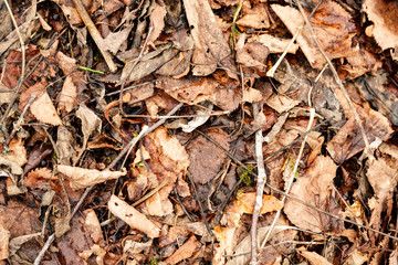 dry tree leaves background texture on the ground